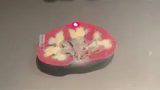 What do the kidneys do?