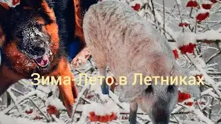 ЗИМА В ДЕРЕВНЕ.  ВЕНГЕРСКАЯ МАНГАЛИЦА. 🐕🐶Прогулка с собакой🐽🐗🐖