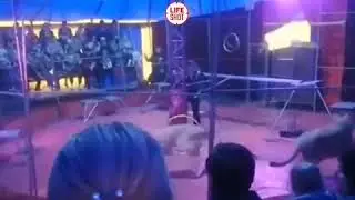 🔞 Россиянинг Новосибирск вилоятида бўлиб ўтган цирк томошасида шерлар ҳайвон ўргатувчига ҳужум қилди