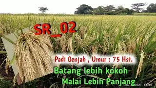 ( PADI SR varian 02 ), Padi genjah Toleran kekeringan.#padiunggul #PadiUmurcepat#padiviral #SRv02