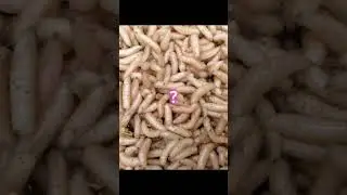 на что клюет карась??