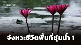 พลเมืองป่า : จังหวะชีวิตพื้นที่ชุ่มน้ำ 1
