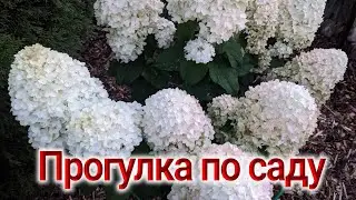 6 сентября 2024 г.Обзор сада/Гортензии