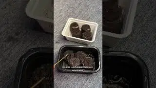 Как правильно вырастить клубневую бегонию из семян