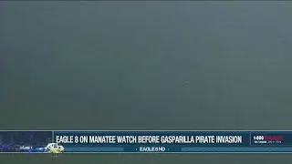 Eagle 8 watches for manatees ahead of Gasparilla Pirate Invasion