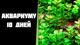 Десять дней с запуска аквариума.