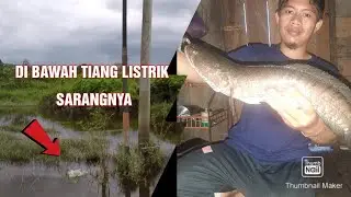 REKOR PRIBADI TAHUN 2021 || TARIKAN GABUS MONSTER TERASA STRIKE TOMAN