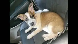 name my puppy