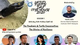 The Pandemic & Turtle Conservation: The Stories of Resilience