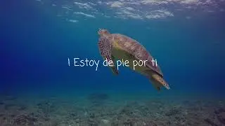 ! Seafret - See, I'm Sorry/sub-español