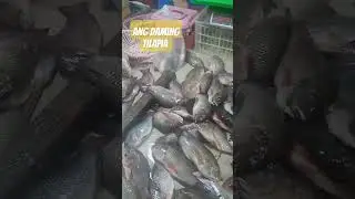 ANG DAMING TILAPIA #food #cookingadventure #tilapia PANOORIN