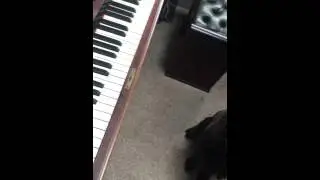 Dog Plays Piano