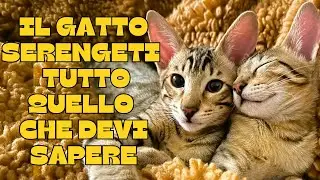 🐾The Serengeti cat: everything you need to know! 🐾