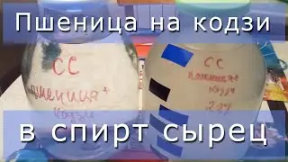 Пшеница на кодзи. Перегоняем в спирт сырец.