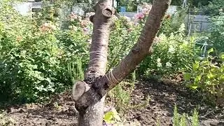 Заходите в мой  сад 🏡 🤗 (31 июля)