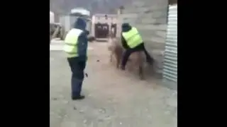 А я мигалочку включу...