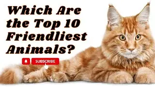 Top 10 Friendliest Animals: Heartwarming Companions