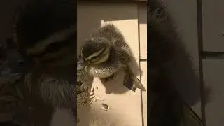 Кривенька качечка 7 с. (а хто тут у нас? Поповнення) 