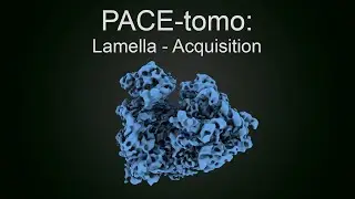 PACE-tomo: Lamella - Acquisition