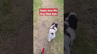 # Slow Mo Dog Walk