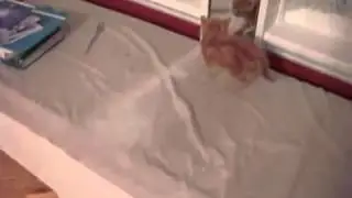 Котенок увидел себя в зеркале   Смешное видео