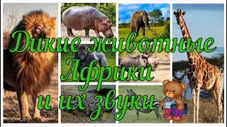 Дикие животные Африки/ Учим диких животных и их звуки/ Развивающее видео для малышей