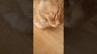 Милашка😘💓 Музыка Автора @simb