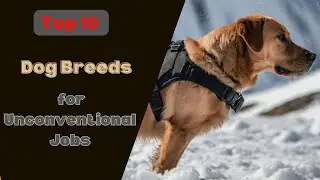 Top 10 Dog Breeds with Unconventional Jobs 🐕 | Amazing Canine Heroes! 🚀