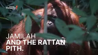PART 2 - JAMILAH ENJOYING THE YUMMY RATTAN PITH!