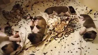 #Новорождённые щенки!
