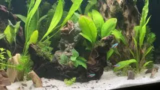 1. My Fluval Roma 240 planted aquarium with Cardinal Tetras