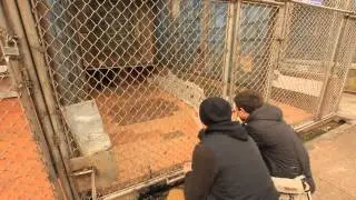 Кормим обезьян в Сухумском обезьянем питомнике