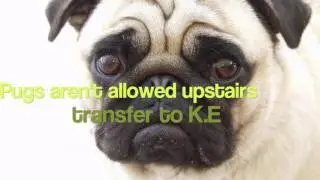Pug energy transfer