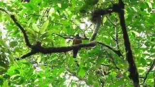 Macedonio Talks to a Trogon - Panama 2014