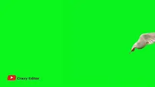 bird green screen video from WD green screen
