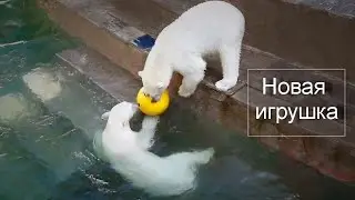 У медвежат новая игрушка. Герда долго смотрела, но поиграть не решилась. Зато дети радуются подарку!