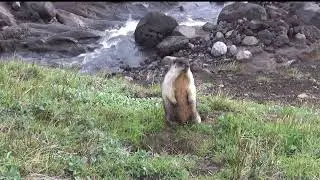Еврашка