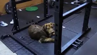 Xtreme Monkey 365 Power Rack Review (Plus my Dog)
