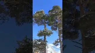 Сегодня в Архызе потрясающая погода!