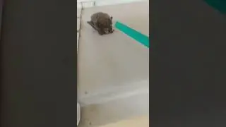 ШОК! Страшная Летучая Мышь! Она Живая! #shorts