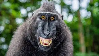 Number 12... Monke