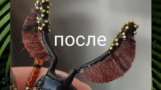 Шелковые усики для бабочки.Как сделать усики для броши бабочки. Из чего сделать усики для бабочки