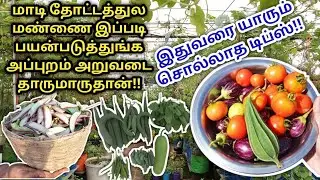 மாடி தோட்டத்துல மண்ணை இப்படி கூட பயன்படுத்தி நேரத்தை மிச்சப்படுத்தலாம் | அறுவடை அள்ளித்தரும் டிப்ஸ்!