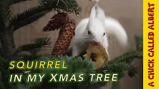 Helping a blind white squirrel find it’s way home for Christmas