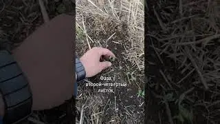 Горох. Прямой посев, гербицидная стратегия