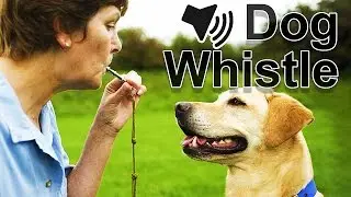 Dog Whistle Sound