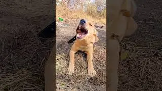 Собака їсть горішки😂 #пес #песик #собака #смішнітварини #funnyvideo
