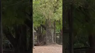 Delhi zoo | National Zoological Park #shorts #youtubeshorts #delhizoo