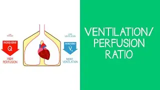 3.3 Respiratory: Ventilation/perfusion (V/Q) ratio
