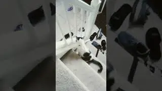 oreo 3